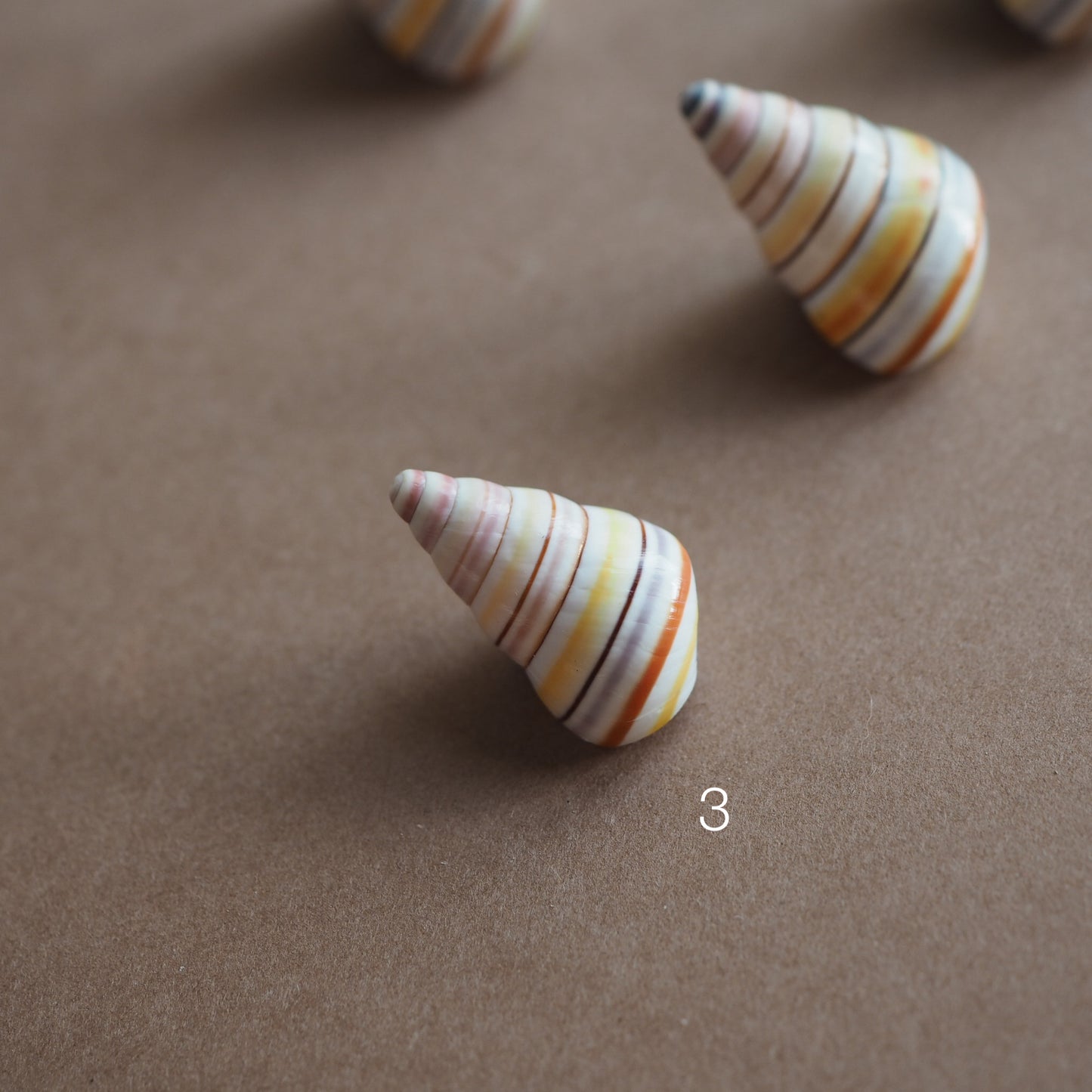 Charm conchiglia Liguus multicolor
