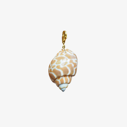 Charm conchiglia Babylonia miele