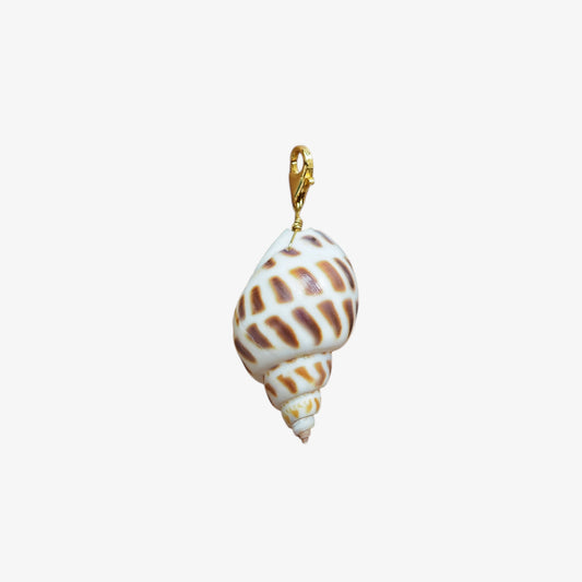 Charm conchiglia Babylonia