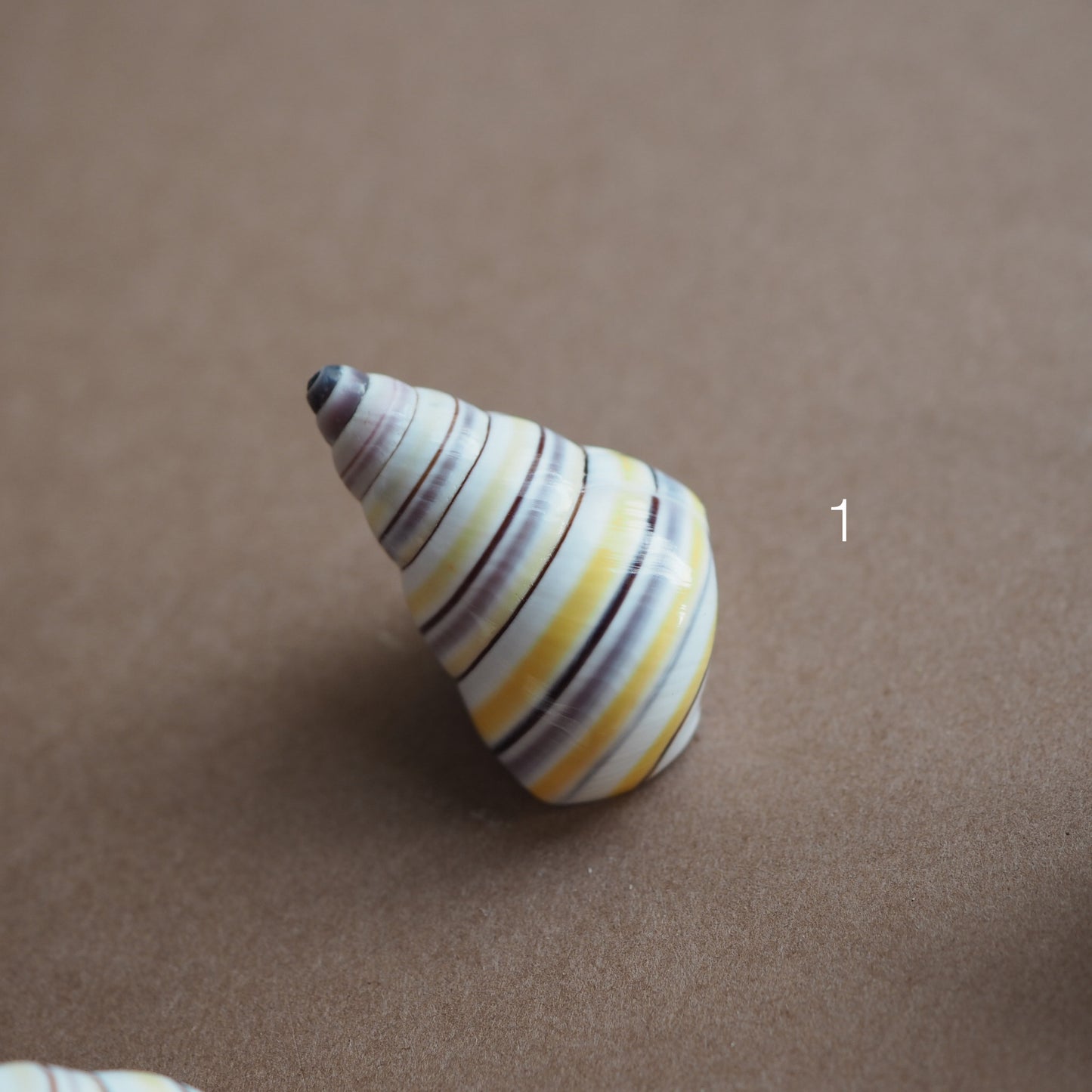 Charm conchiglia Liguus multicolor