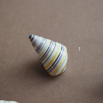 Charm conchiglia Liguus multicolor