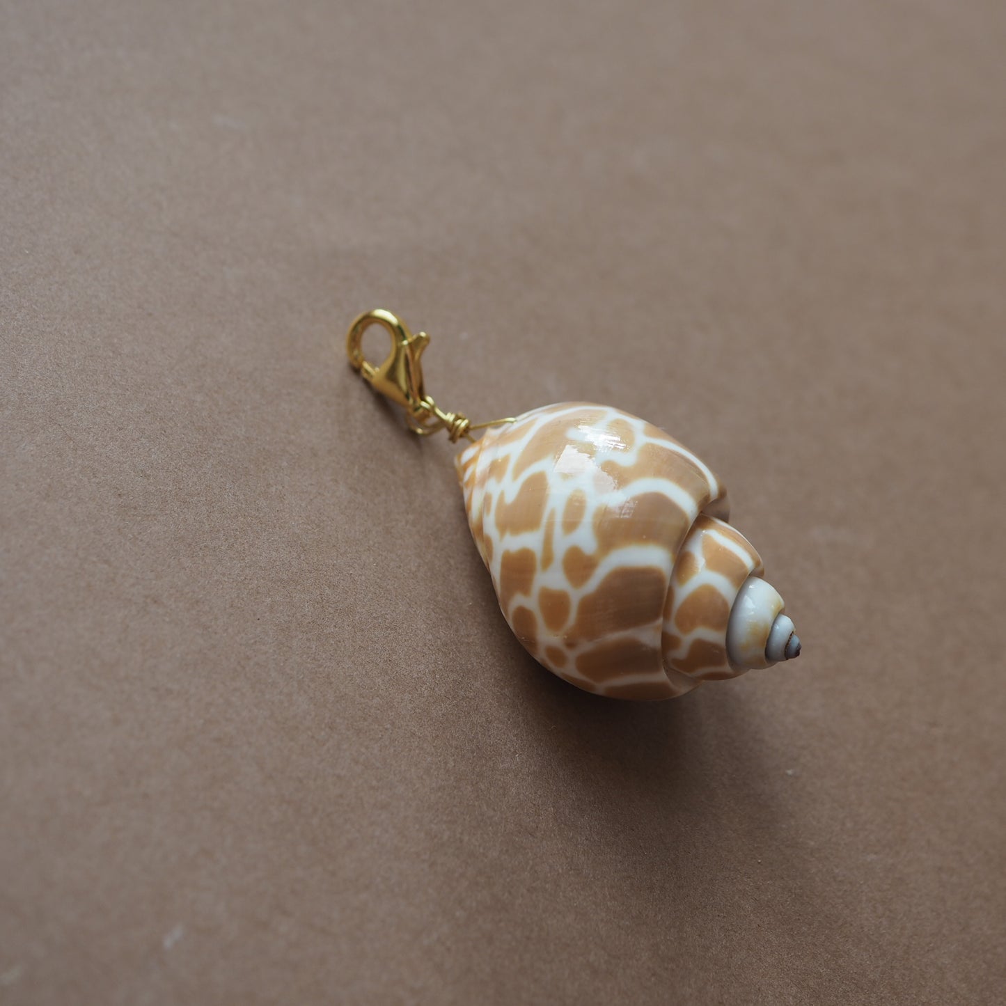 Charm conchiglia Babylonia miele
