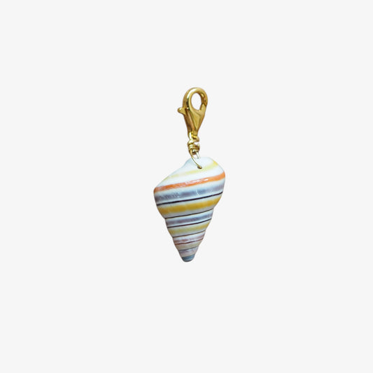 Charm conchiglia Liguus multicolor