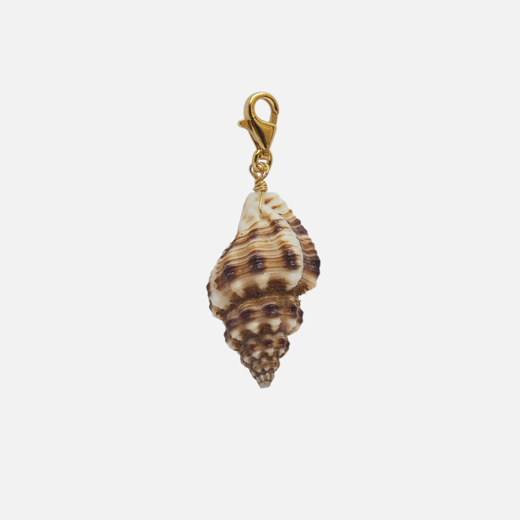 Charm Conchiglia Spirale