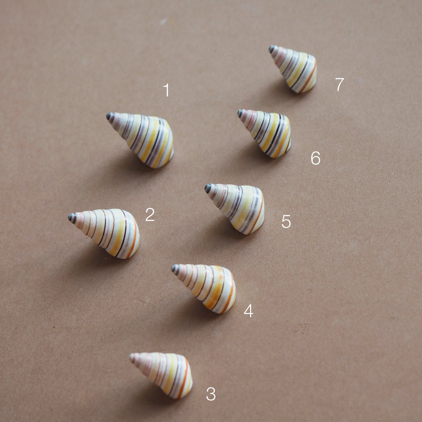 Charm conchiglia Liguus multicolor