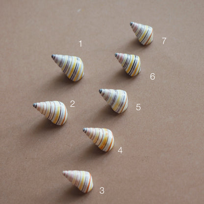 Charm conchiglia Liguus multicolor