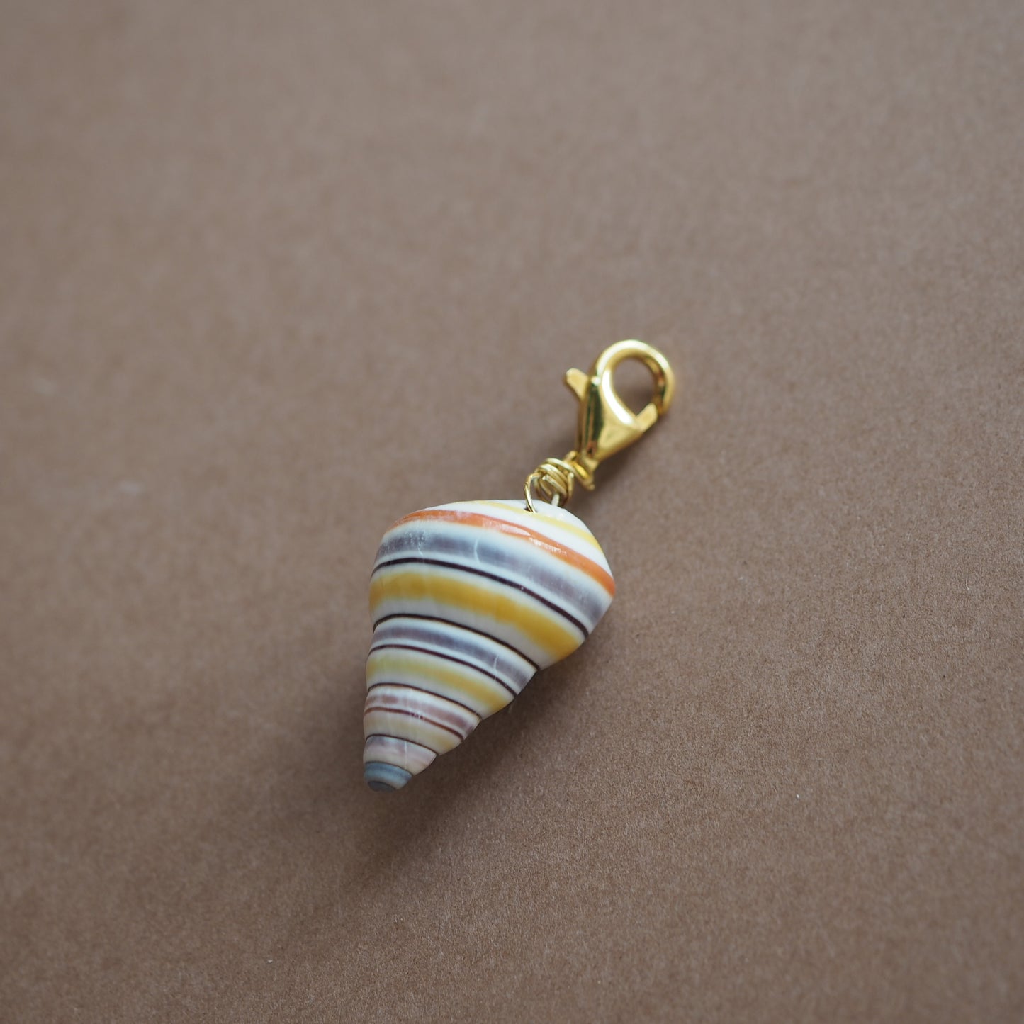 Charm conchiglia Liguus multicolor
