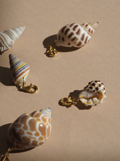 Charm conchiglia Drupa