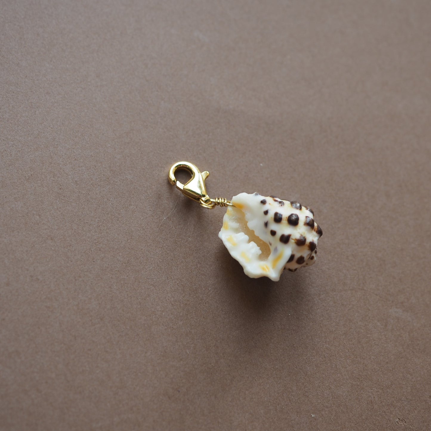Charm conchiglia Drupa
