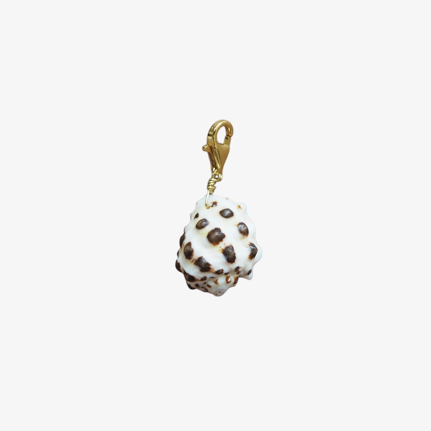 Charm conchiglia Drupa