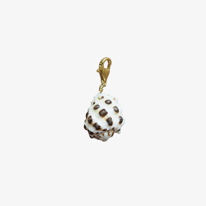 Charm conchiglia Drupa