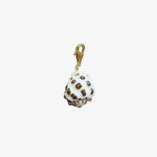 Charm conchiglia Drupa