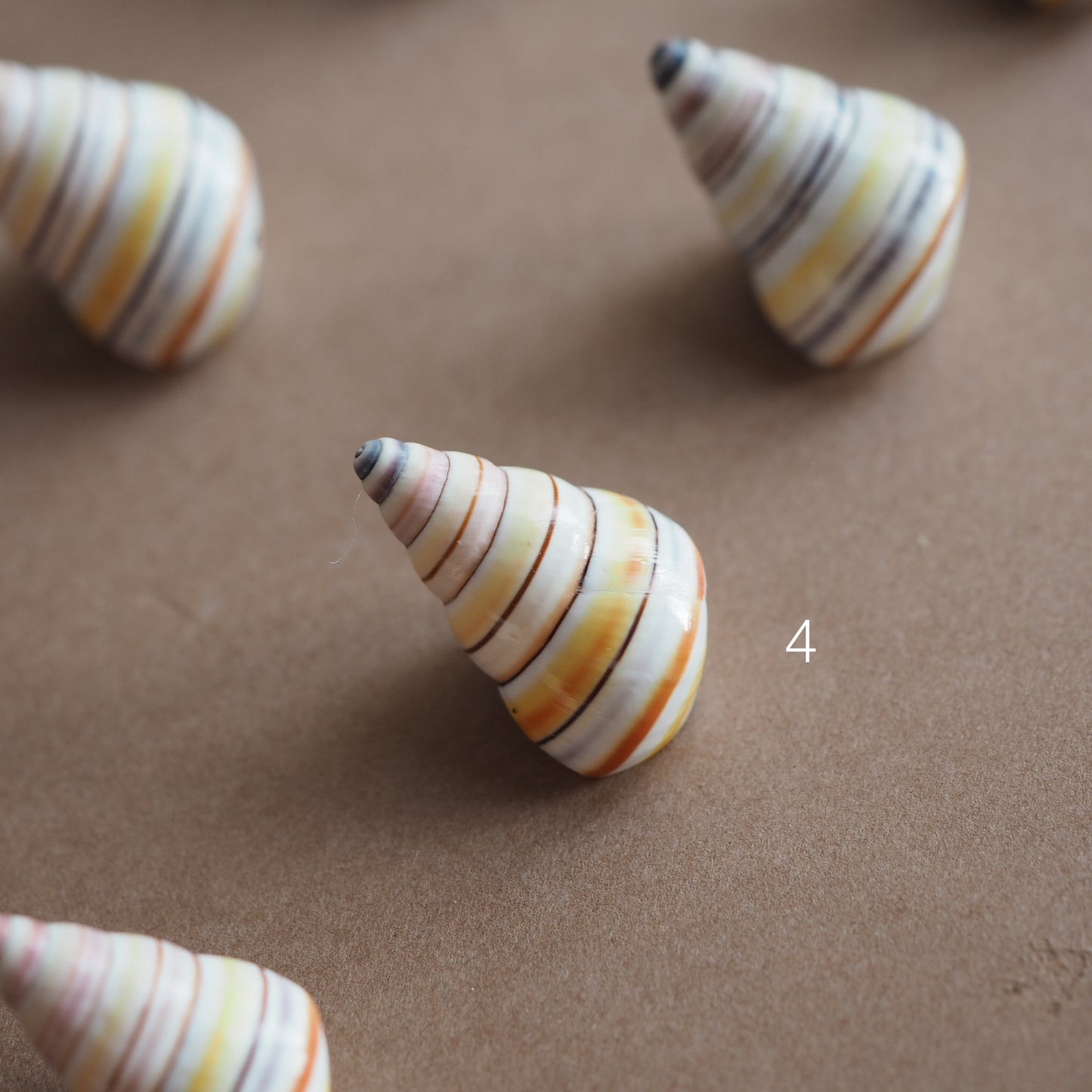 Charm conchiglia Liguus multicolor