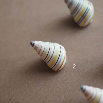 Charm conchiglia Liguus multicolor